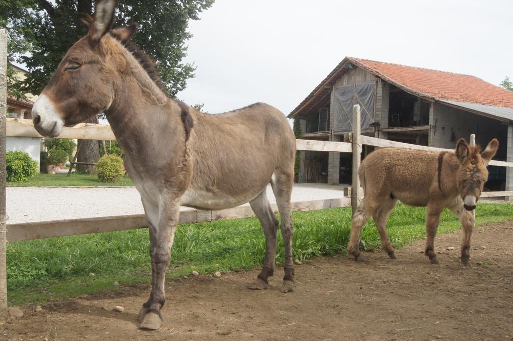 Agriturismo Richeton Villa Gaiarine Dış mekan fotoğraf