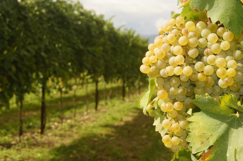 Agriturismo Richeton Gaiarine Dış mekan fotoğraf